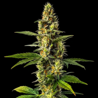 Amnesia x Lemon Haze feminisiert