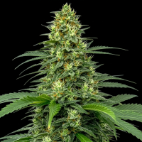 Amnesia Autoflower feminisiert