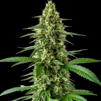 Amnesia x Kosher Kush feminisert