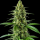 Amnesia x Kosher Kush feminisert