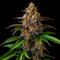 Gelato Mintz x Watermelon feminisiert