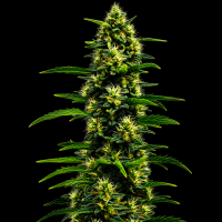 Gusher Mint x RS11 feminisiert