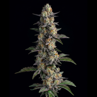 Apple Banana x Gelato Mintz feminisiert