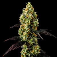 Gelato x Amnesia feminisiert