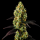Gelato x Amnesia feminisiert