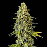 Gorilla Glue feminisiert
