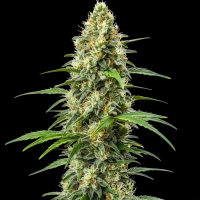 Kush x Somango feminisiert
