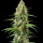 Kush x Somango feminisiert