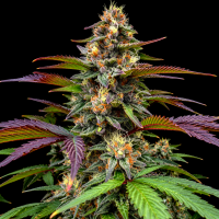 Rainbow Cookies  feminisiert