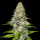 Hash Plant x White Widow feminisiert