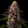 Cherry Kush x White Widow feminisiert