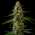 Cannalope Haze feminisiert
