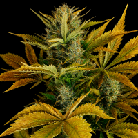 California Haze feminisiert