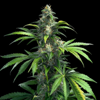 Dedo Verde Haze feminisiert