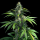 Dedo Verde Haze feminisiert