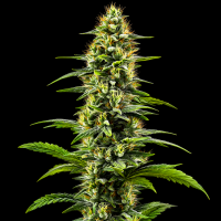 Gipsy Haze feminisiert
