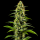 Gipsy Haze feminisiert