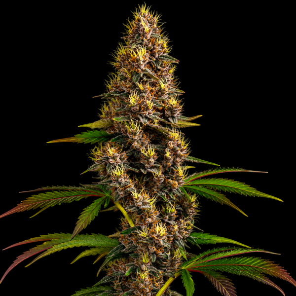 Cherry Kush x Super Boof feminisiert
