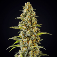 G13 Haze feminisiert