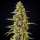 G13 Haze feminisiert