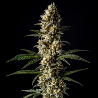 Apple Fritter x Diesel BLX  feminisiert