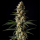 Apple Fritter x Diesel BLX  feminisiert