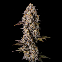 Lemon Cherry Gelato x Super Boof feminisiert