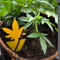 Sticky Traps Cannabis Motiv (Gelbtafel) 42 Stk