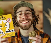 Sticky Traps Cannabis Motiv (Gelbtafel) 42 Stk