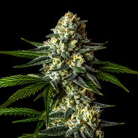 11RS11 feminisiert Marj Jane Seeds