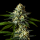 11RS11 feminisiert Marj Jane Seeds