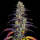 Blue Dream feminisiert Marj Jane Seeds