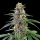 Dante´s Inferno feminisiert Marj Jane Seeds
