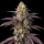 Purple Cookies feminisiert