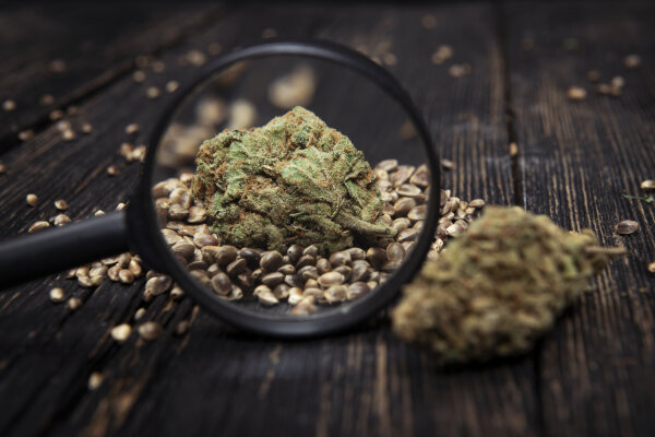 Gorilla Blue Autoflower feminisiert